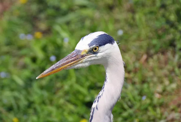 Oiseau héron gris avec un bec très long — Photo