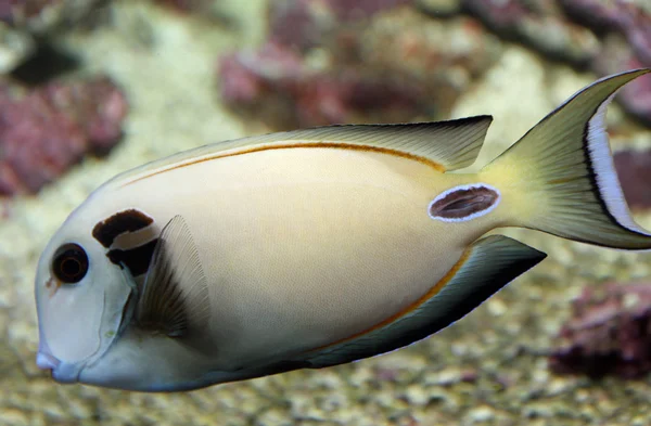 Peces tropicales blancos con vetas nadando en mares templados —  Fotos de Stock