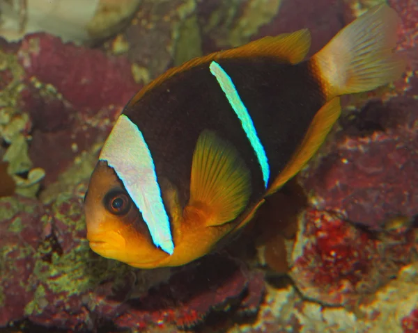 Pesce tropicale marrone e arancione con linee bianche durante il nuoto a — Foto Stock