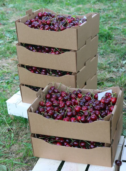 Cajas llenas y cesta de grandes y jugosas cerezas rojas maduras en s — Foto de Stock