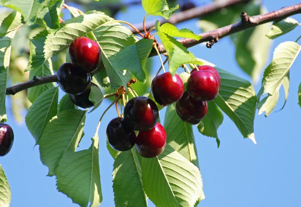 Vackra rika röd gren mogna körsbär och gröna blad — Stockfoto