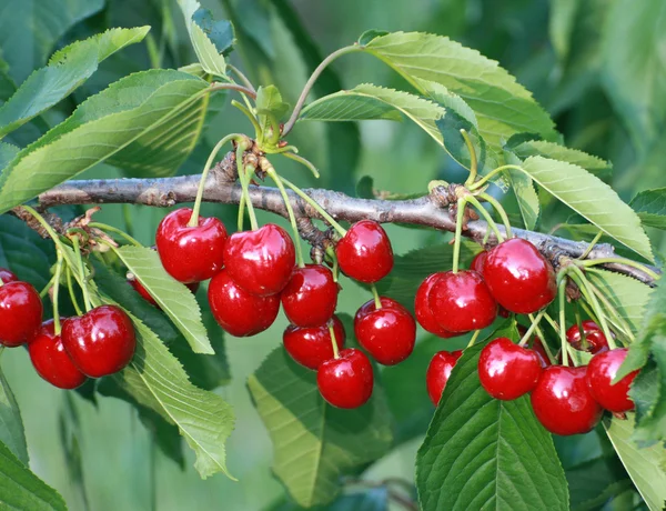 아름 다운 부자 빨간 점 잘 익은 체리와 녹색 잎 — 스톡 사진