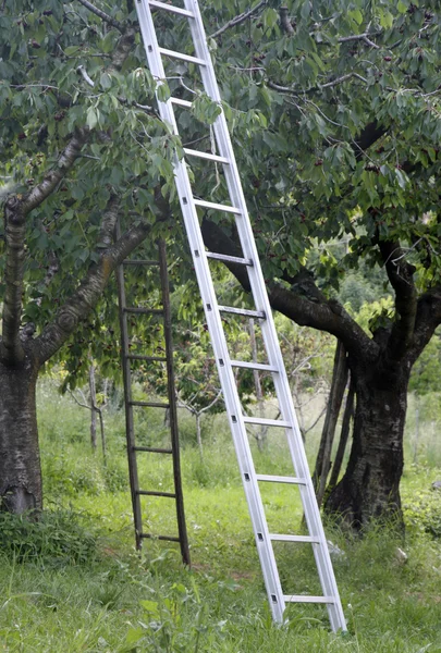 Huerto con escalera de aluminio apuntalada a árboles frutales durante arve —  Fotos de Stock