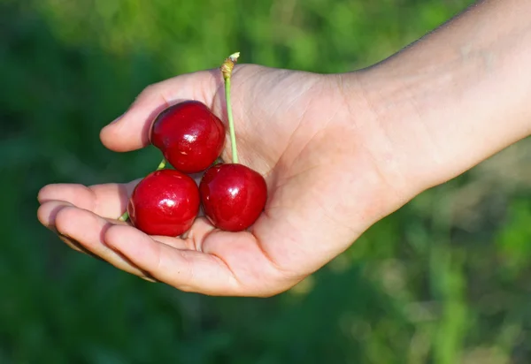 Muchas cerezas rojas en una mano de niño mano en verano — Foto de Stock