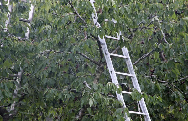 Pomar com escada de alumínio apoiada em árvores frutíferas durante harve — Fotografia de Stock