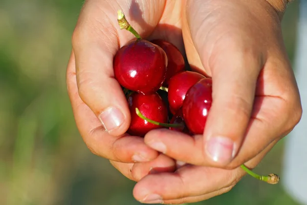 Molte ciliegie rosse in una mano di mano di bambino in estate — Foto Stock