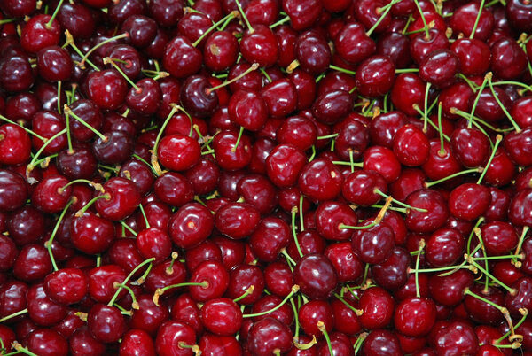 background of good and juicy ripe red cherries for sale