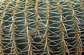 Sade márki játékai és veszélyes pozsgás növény szúrós kaktusz tüskék