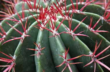 Quills and prickly cactus spines of a very dangerous succulent p clipart