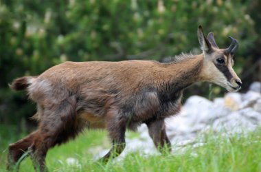 Bebek chamois boynuzları kafasında, dağlarla çevrili
