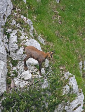 Funky bebek chamois, kafasında boynuz ile çevrili mountai tarafından