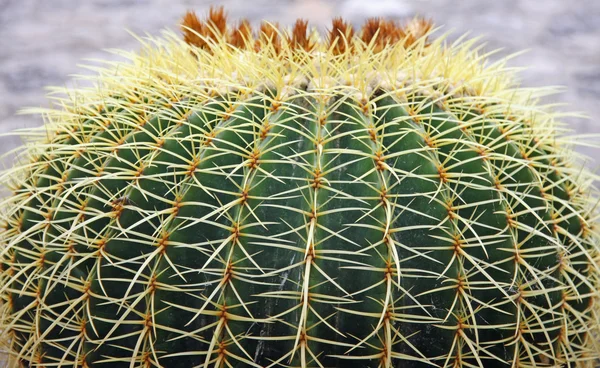 Plantas y espinas espinosas de cactus de una planta suculenta peligrosa —  Fotos de Stock