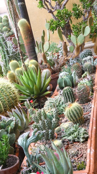 Mélange de nombreux succulents et cactus avec des piquants et des épines aiguës — Photo