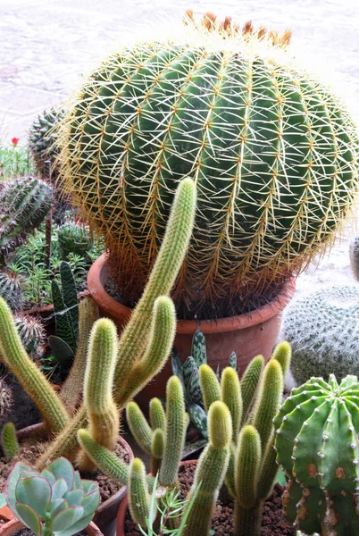 Suculentas y cactus con espinas muy afiladas y espinas de la —  Fotos de Stock