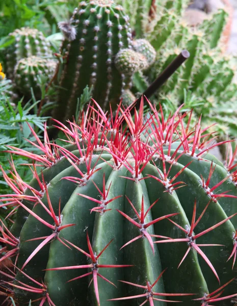 Lotki i kaktus kłujące kolce niebezpiecznych roślin — Zdjęcie stockowe