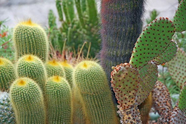 Suculentas e cactos com espinhos e espinhos muito afiados — Fotografia de Stock