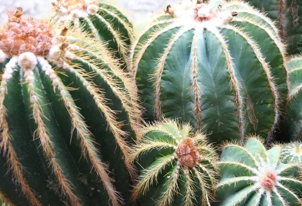 Mezcla de muchas suculentas y cactus con espinas muy afiladas y t —  Fotos de Stock