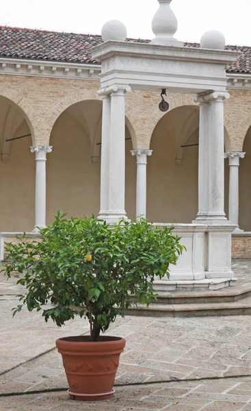 Pianta con giallo limone maturo al centro del chiostro vicino — Foto Stock