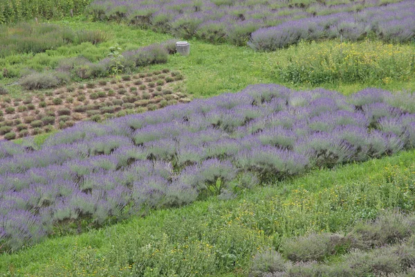 Geparfumeerde en bloemrijke Lavendel veld gekweekt door liefhebbers en pat — Stockfoto