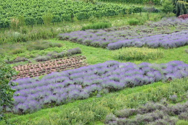 Scented and flowered Lavender field grown by enthusiasts and pat — Stock Photo, Image