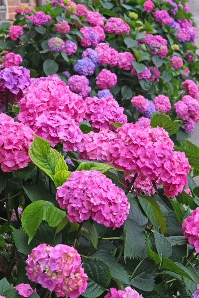 Mor ortanca çiçek ve pembe ve mavi tam Çiçeklik — Stok fotoğraf