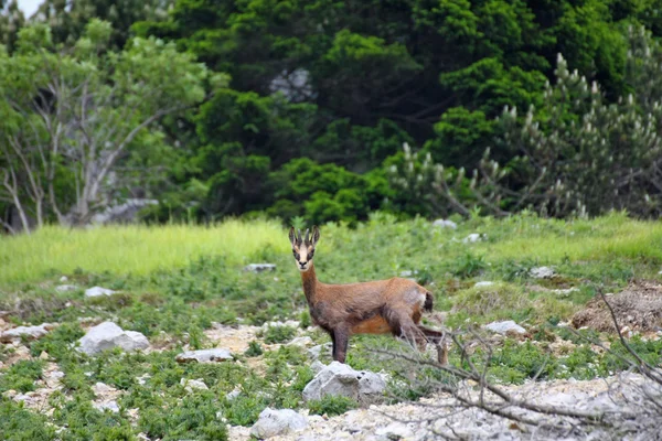 Chamois dziecko funky z rogami na głowie, otoczony — Zdjęcie stockowe