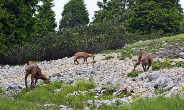 Wilde kudde van gemzen in de wild while grazen temidden van de rotsen — Stockfoto