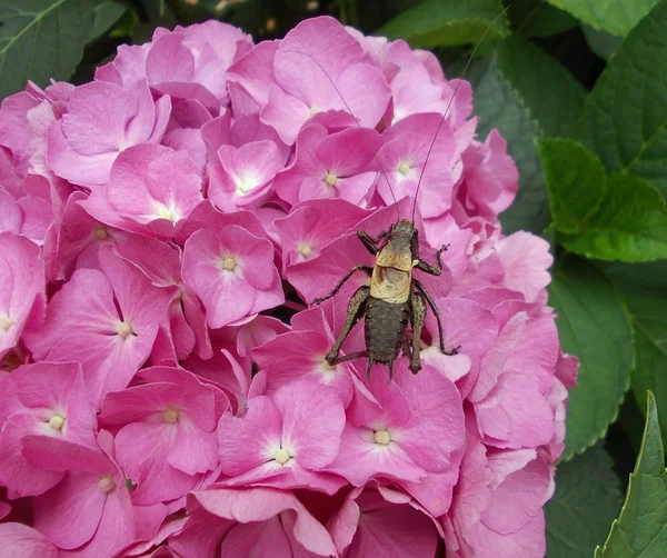 Grote insect vergelijkbaar met een cricket leunde over de hortensia bloem — Stockfoto
