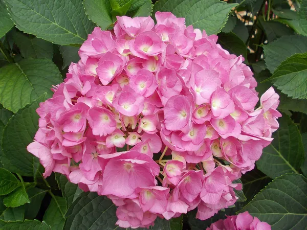 Paarse hortensia's bloeide met kleine bloemen in de zomer — Stockfoto