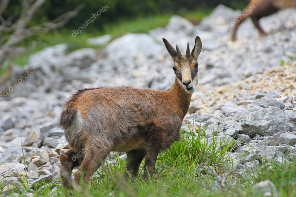 stock photo baby chamois with horns on