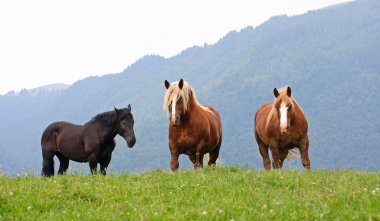 Üç ücretsiz aygır summe dağda üstündeki atlar