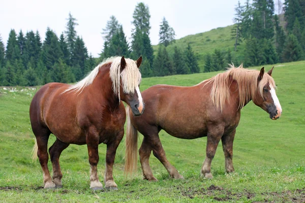 Dvě hnědé koně hřebec s blond hřívou závanem w — Stock fotografie