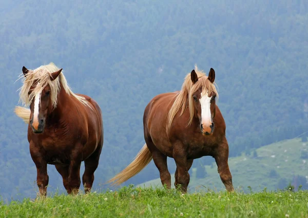 Dvě hnědé koně hřebci na vrcholu hory v létě — Stock fotografie