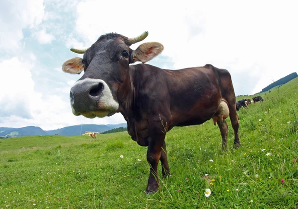 Jonge bruin koe begrazing in het midden van de Alpen weide in th — Stockfoto