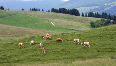 güneşlenme hukuk ortasında dağlarda otlayan inekler
