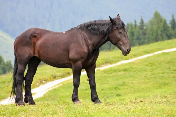 Stallone cavallo nero in mezzo al prato verde in montagna — Foto Stock