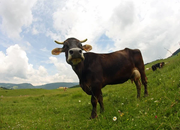Zwarte koe grazen in de wei in de bergen — Stockfoto