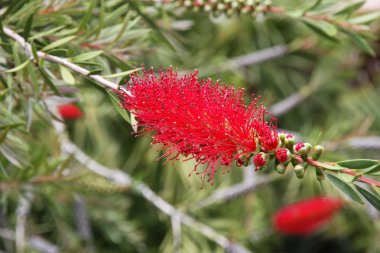 Kırmızı çiçek bahar yeşil çit