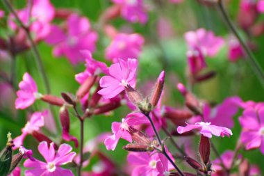 Mor çiçek çiçek çayır TH Yaz ortasında