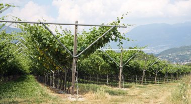 etkileyici üzüm üzüm büyüyen ve şarap üretimi