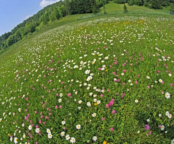 Margaridas e trevos florescendo no prado da montanha — Fotografia de Stock
