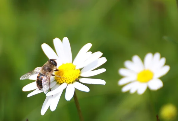 Giriga bee suger nektar från en tusensköna — Stockfoto