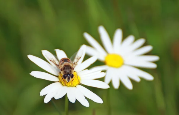 Greedy bee saje nektar z daisy — Stock fotografie