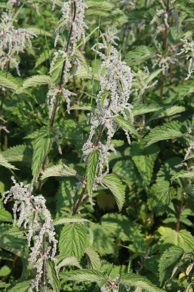 Pungent and irritating nettle plants excellent for preparing a t — Stock Photo, Image