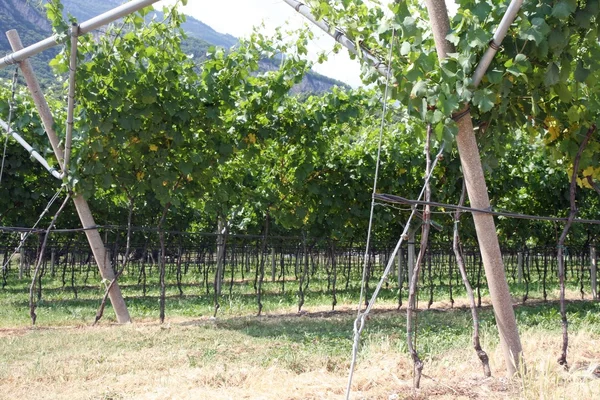 Impressive vineyard grape growing and wine production — Stock Photo, Image