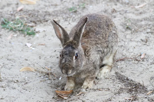 Lindo conejo con piel marrón alrededor de la playa en busca de comida — Foto de Stock