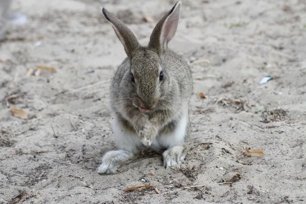Lindo conejo conejo que tira de la lengua y sonríe —  Fotos de Stock