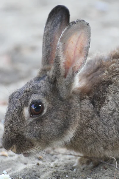 長い耳と活気に満ちた目で野生のウサギ — ストック写真