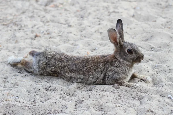 Humorous tired rabbit lying down to rest — Stock Photo, Image