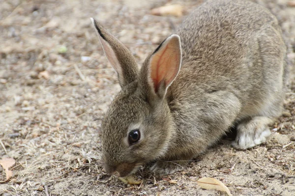 長い耳と柔らかい毛のウサギ — ストック写真